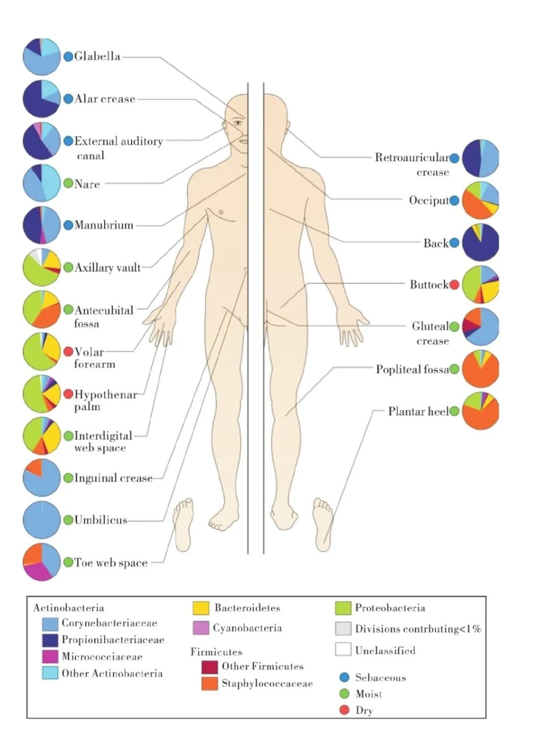 言过其实，还是名副其实？揭开二裂酵母发酵产物溶胞物的神秘面纱