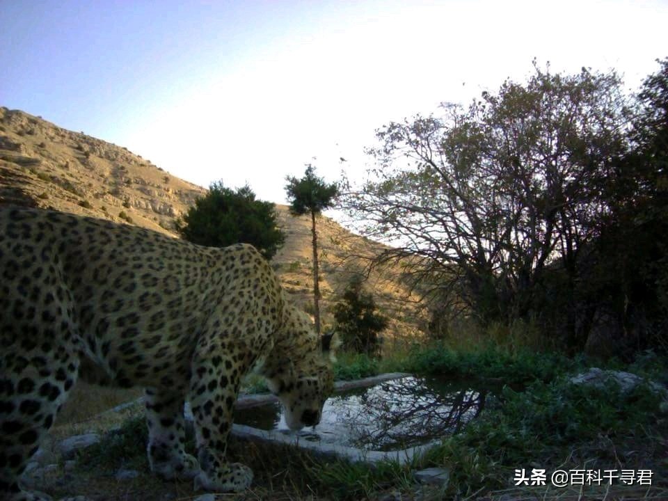 美洲豹是最强大的猫科,最凶猛的猫科动物美洲豹