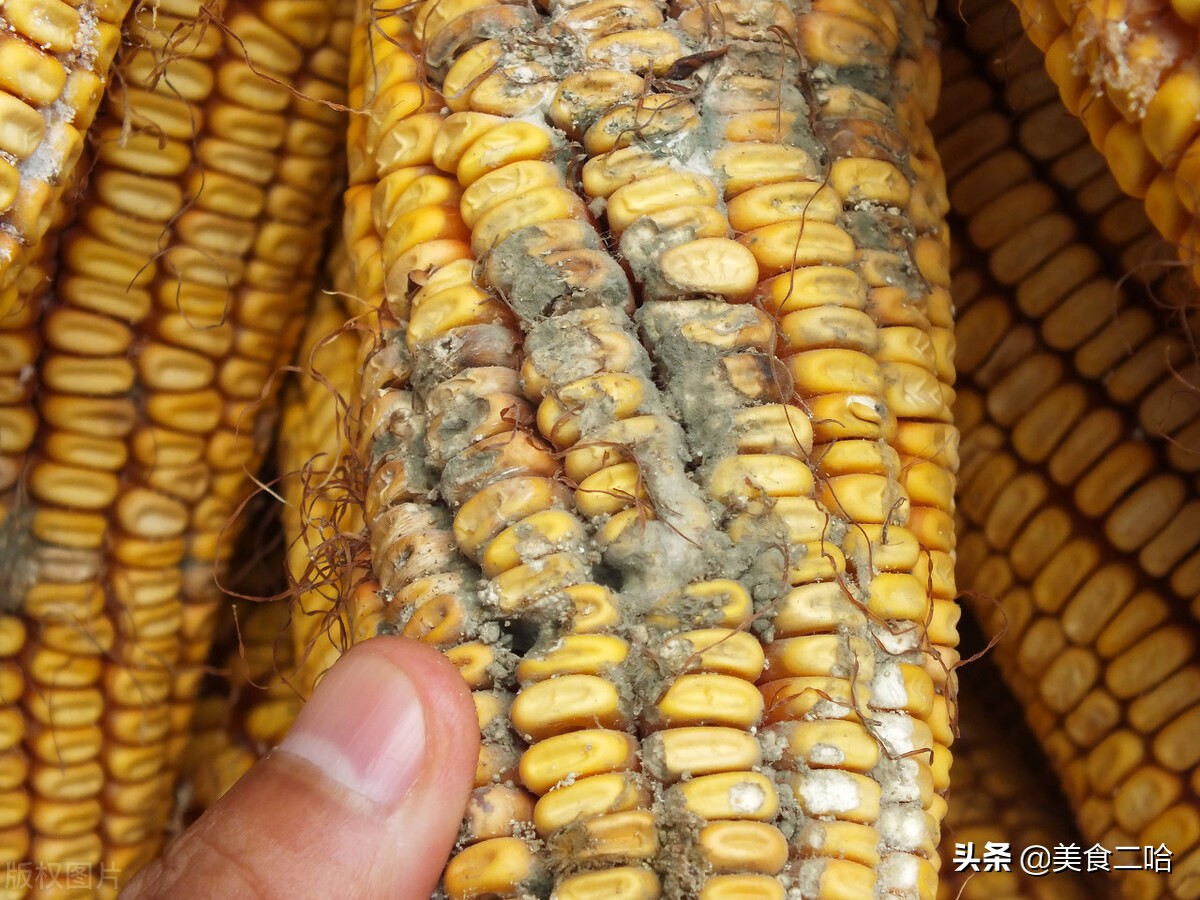 怎样区分水果玉米是不是转基因的,水果玉米是转基因吗为什么那么甜