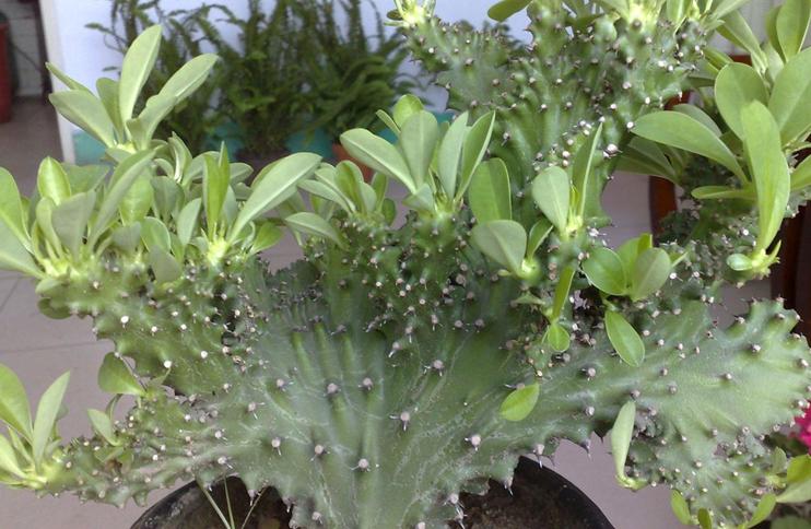 100种最毒的毒花,20种有毒的大毒花