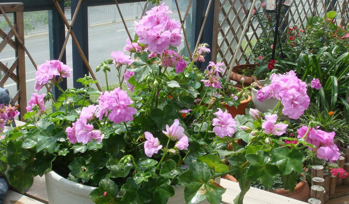 天竺葵小苗好养还是老桩好养,天竺葵老桩怎么养