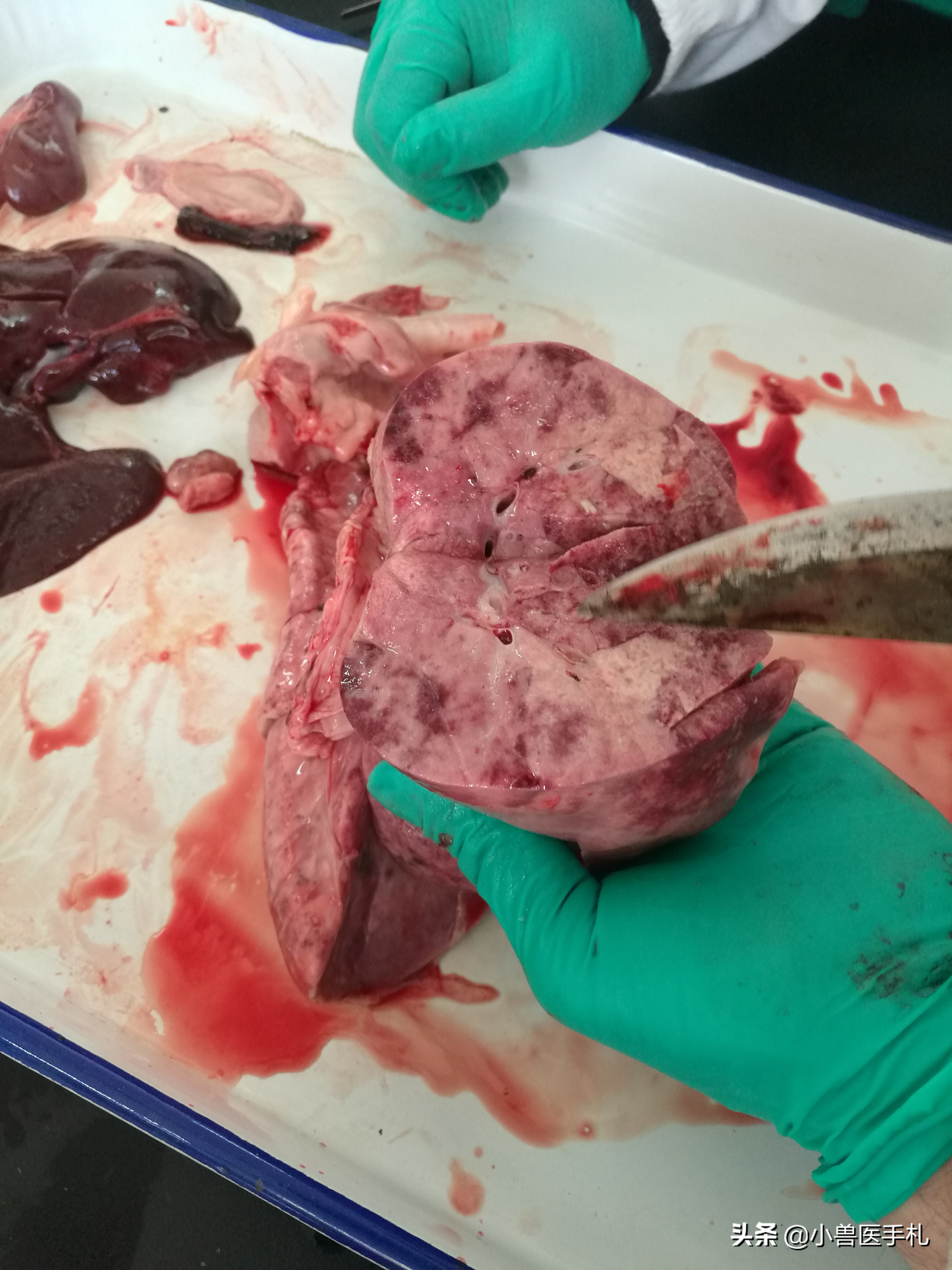 猪：副猪、链球菌、沙门、PCV、MHP病例分享