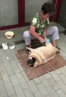 每日一笑看完你能不能忍住不笑,每日一笑看了让你笑