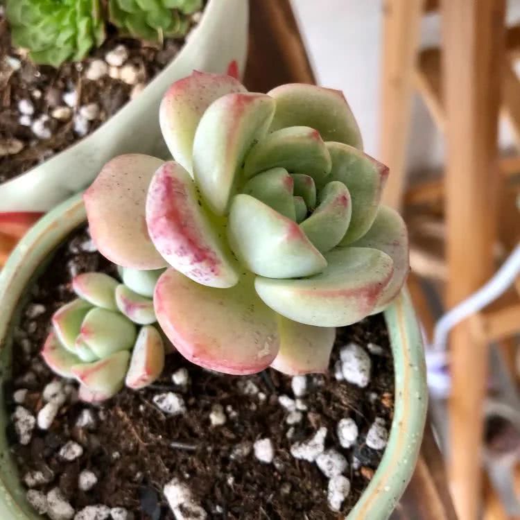 新手小白入坑多肉必看攻略,多肉新手入坑必备指南