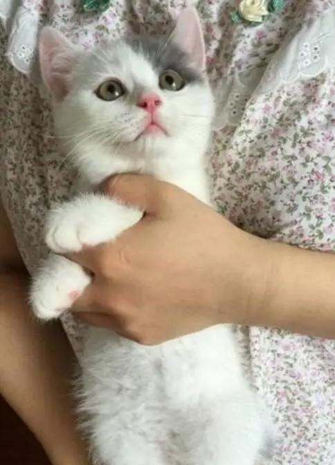 蓝猫也有蓝白色,英短蓝猫明明是灰色的为啥叫蓝色