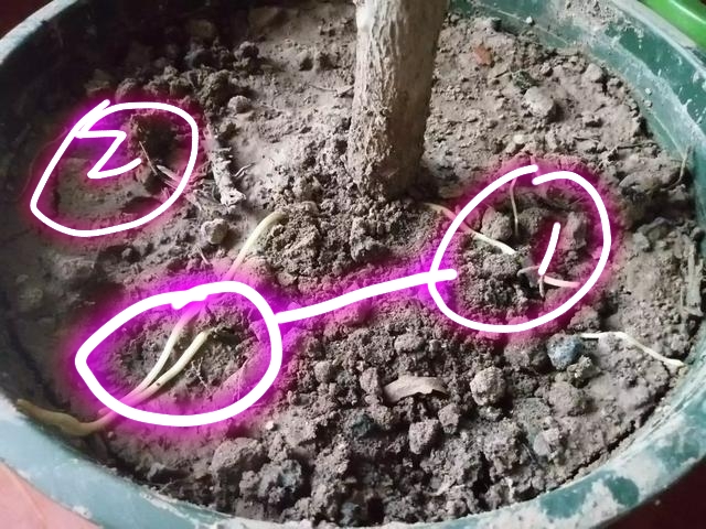 橡皮树上端萎蔫,橡皮树叶片萎蔫