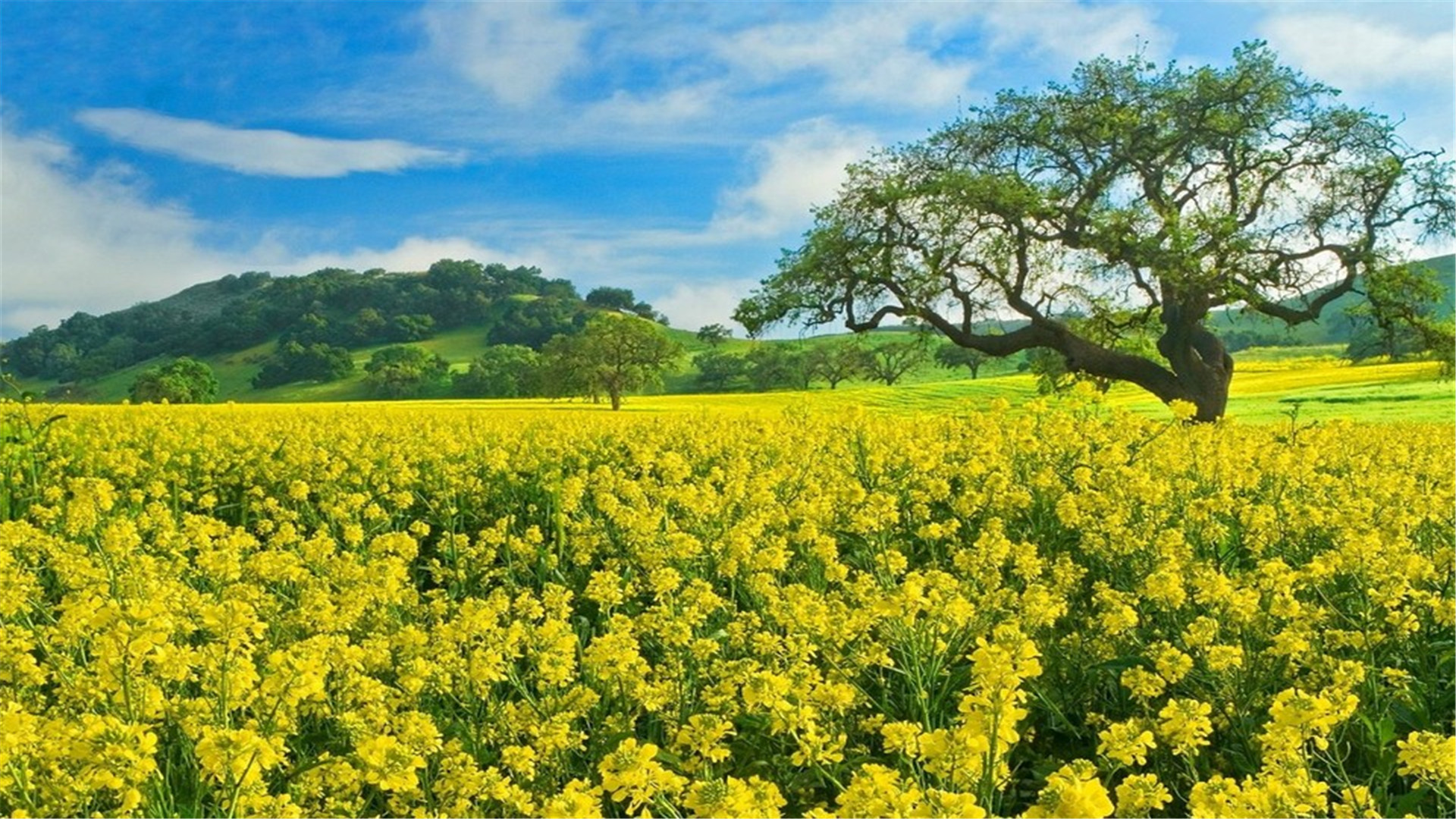蓝色护眼壁纸唯美图片,最美的护眼桌面壁纸