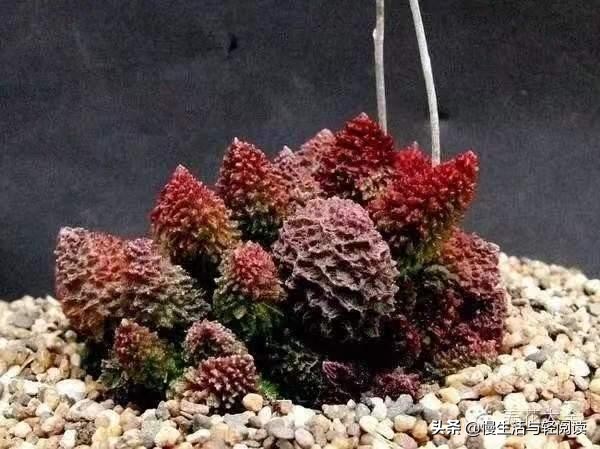 慢生活轻阅读,慢生活轻小说全集