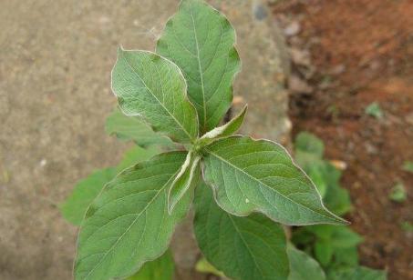 叶似薄荷，根像人参，俗称“小人参”，若山里见了，莫犹豫挖回家