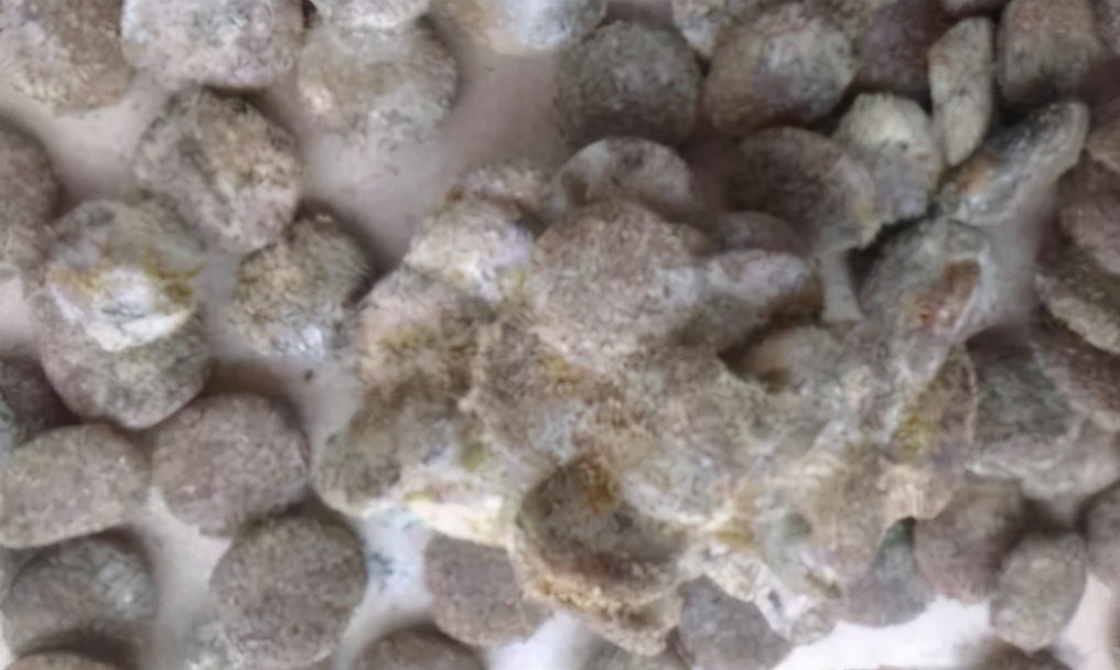 狗狗软便拉稀怎么办解决方案大全,幼犬狗狗拉软便怎么调理