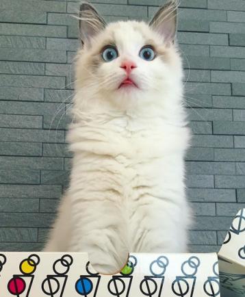 猫中的小仙女有哪些,猫中小仙女是什么