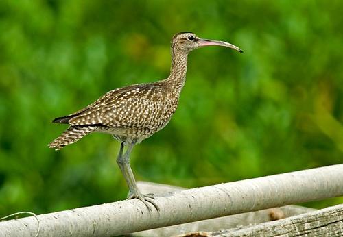 狂风暴雨的时候小鸟在哪避雨,鸟类躲避暴雨