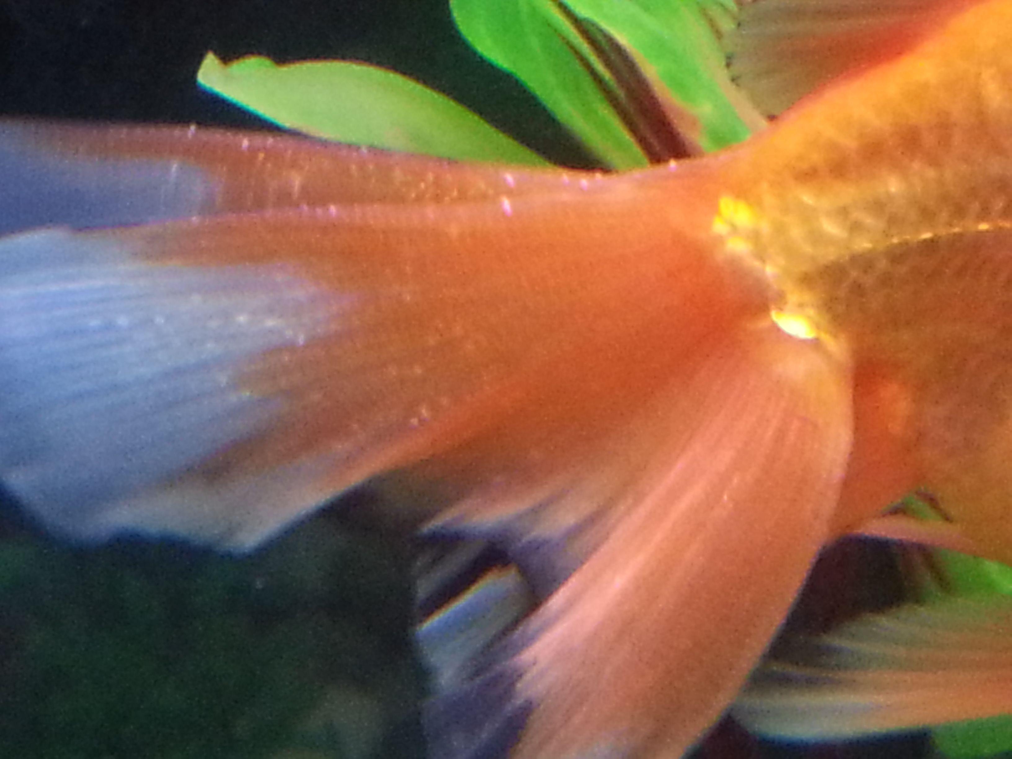 金鱼怎么蔫巴蔫巴就死了什么原因,为什么我买的金鱼到家几天就死了