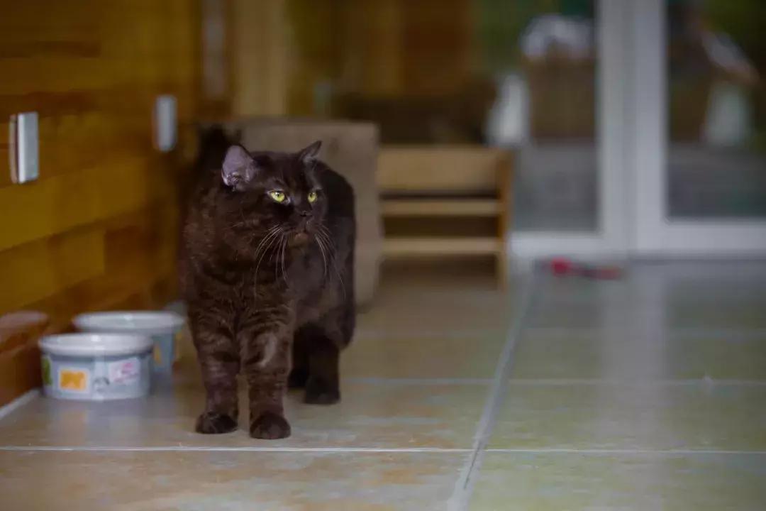 年纪大了老忘事语言表达也不利索,年龄大了忘事怎么办视频