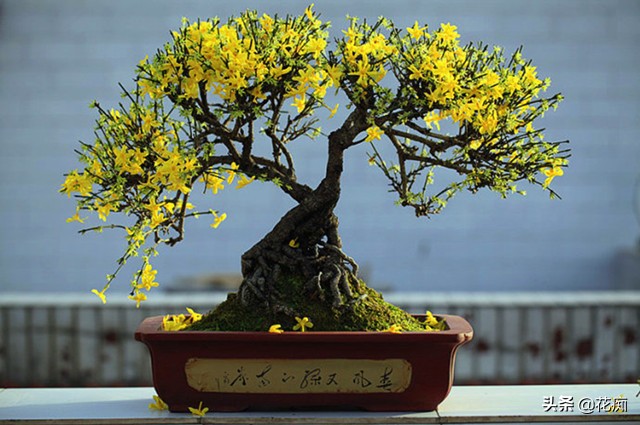 迎春花养殖的技巧,迎春花养殖的方法和注意事项