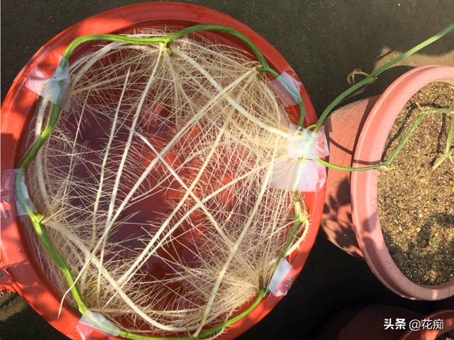 盆栽丝瓜的正确照顾方法,盆栽黄瓜和丝瓜可以一起放花盆