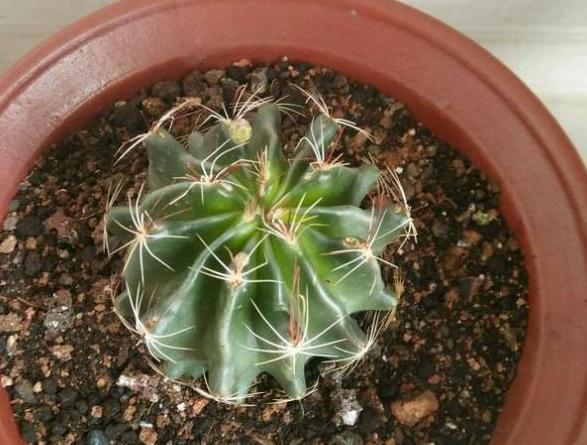 通用营养土养花专用土,蜂窝煤养花怎么处理视频