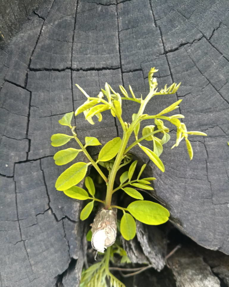 种植核桃树不结果的原因是,种植的果树为什么不发芽