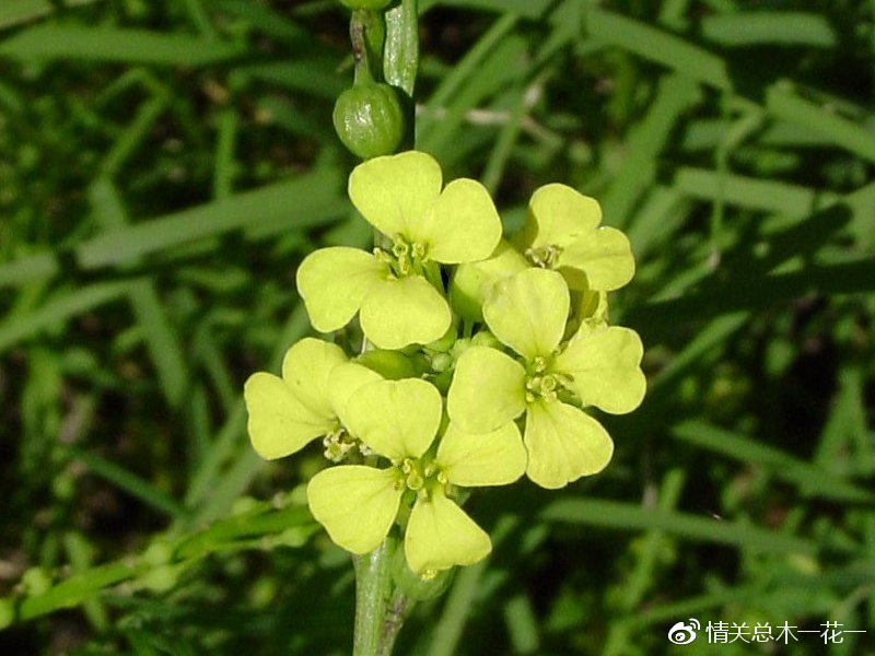 绿山墙的安妮全部解读,绿山墙的安妮内容提纲