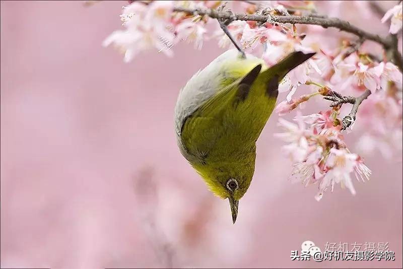 慢速拍鸟的技巧,90d拍鸟技巧