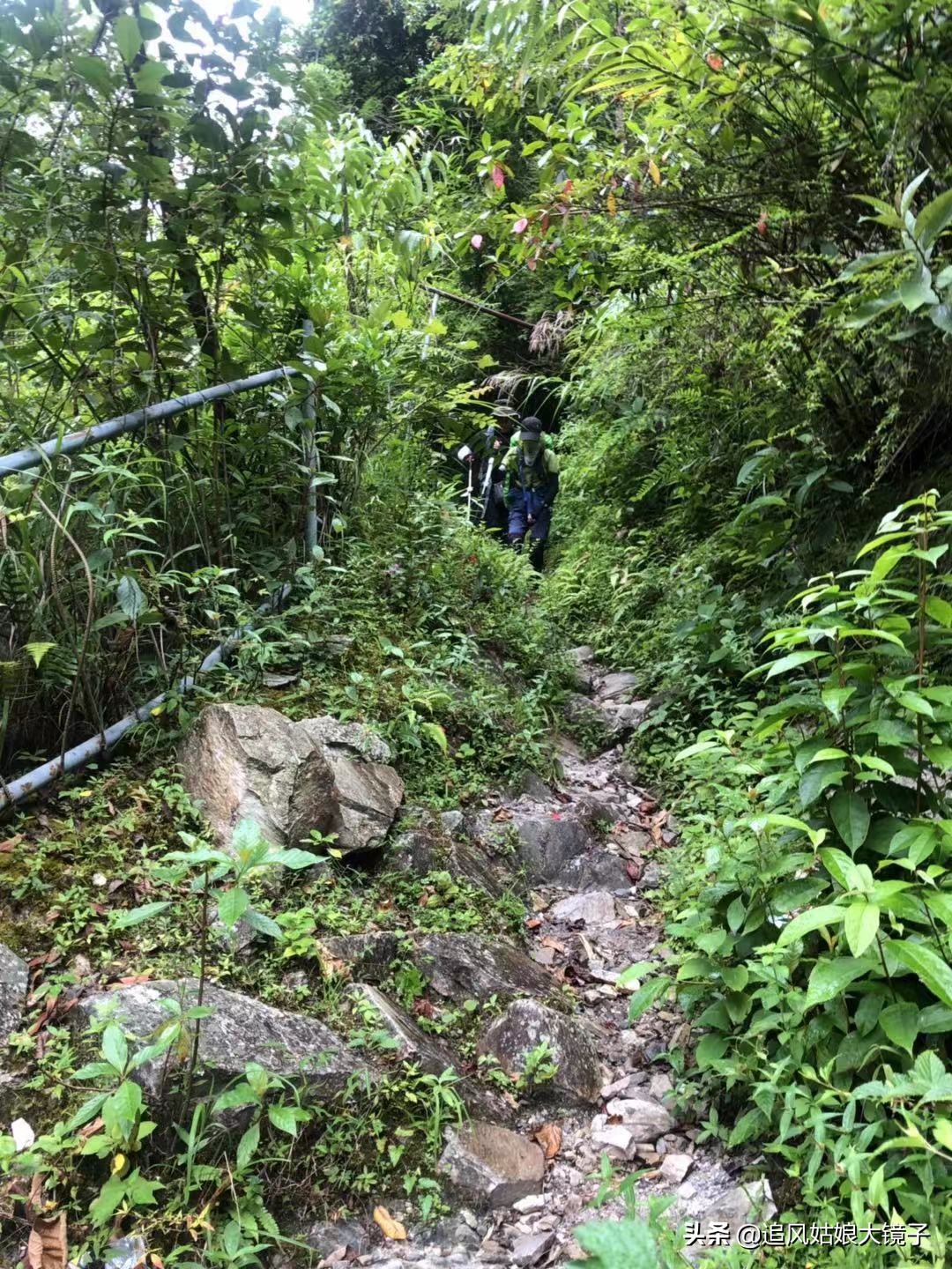 穿越原始的森林,穿越原始森林巨大蜈蚣