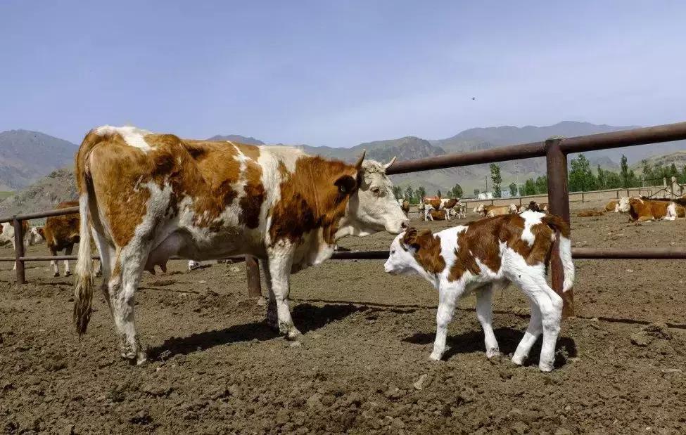 后备母牛配不上是什么原因,初配母牛配不上什么原因