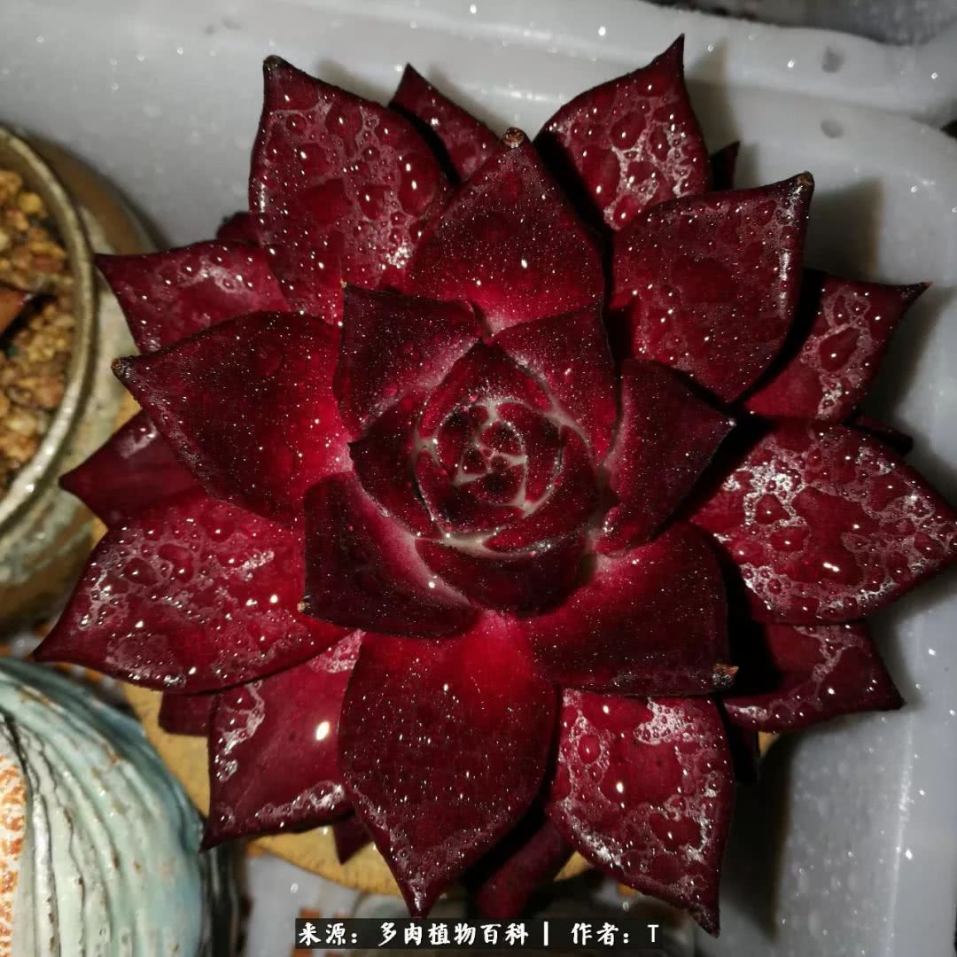 多肉还可以这样玩(上):八年养肉路剪影!