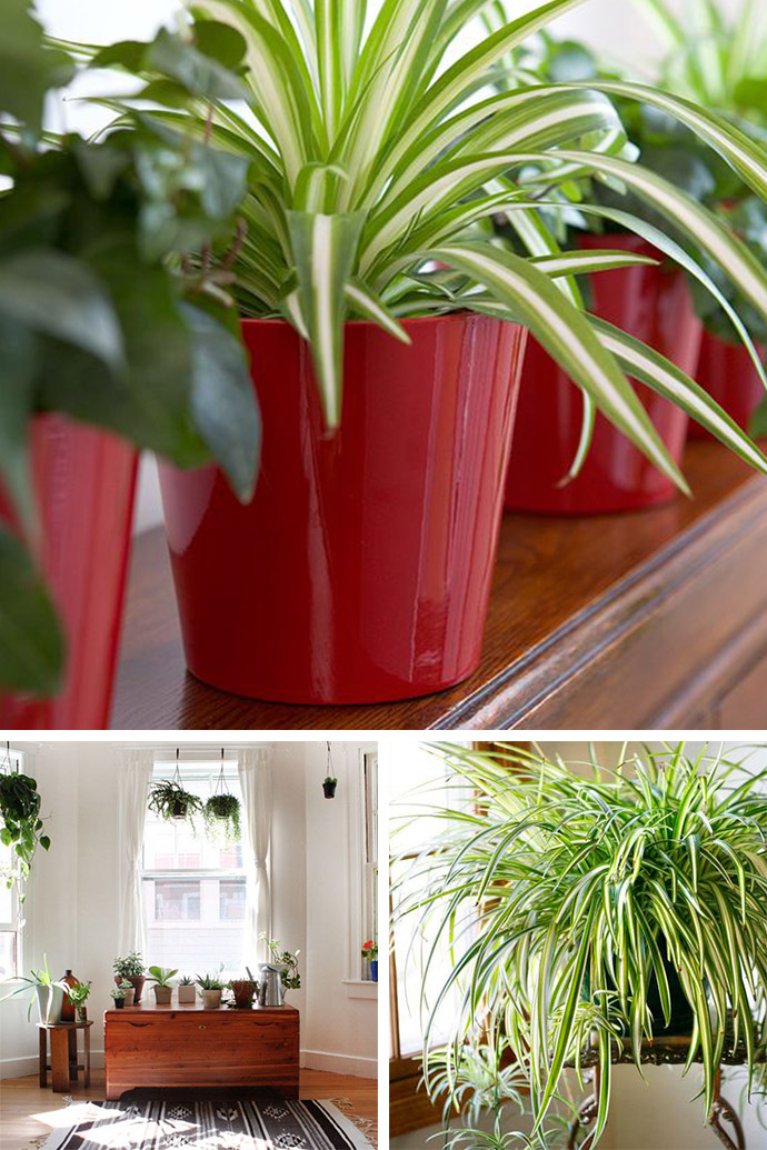 你不知道的绿植秘密,你所不知道的动植物