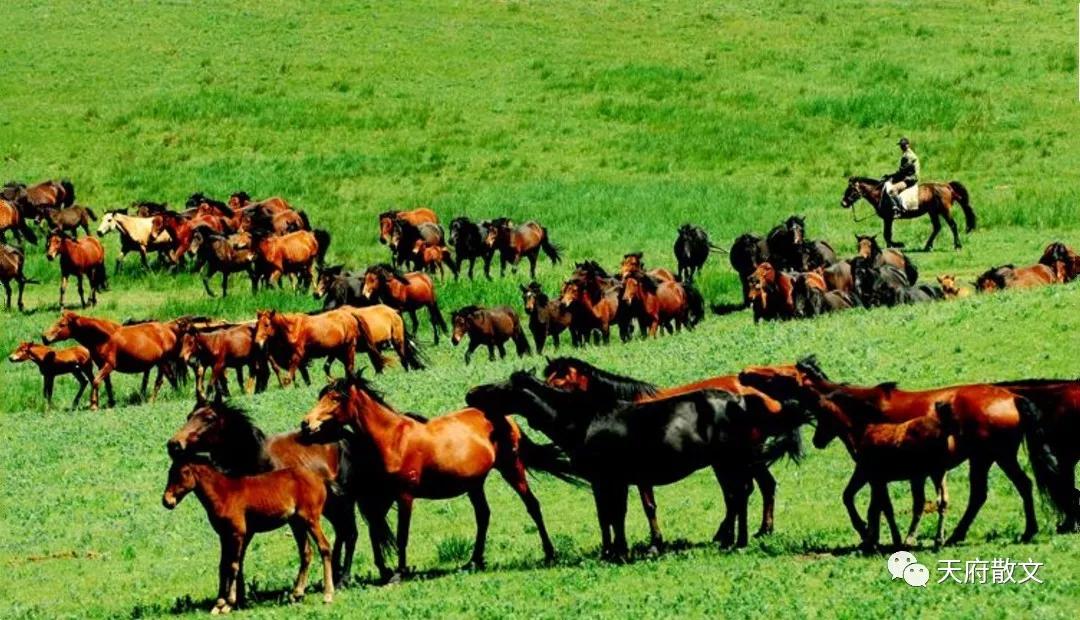 梦幻张掖谁持彩练当空舞