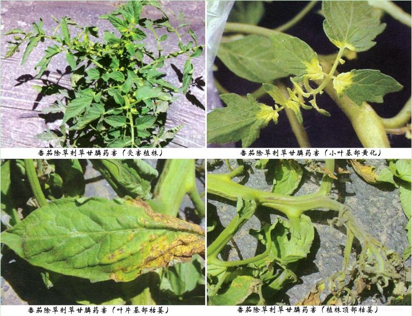 打过除草剂的喷雾器一定要清洗干净，已经有农户发生药害了