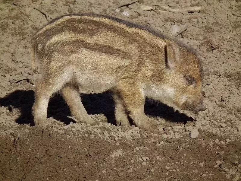 果壳带着猪猪和猪猪小秘密，给你拜年来啦！