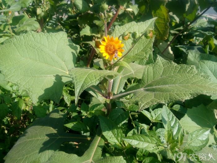 雪莲果种植技术及视频,雪莲果种植技术和种植条件