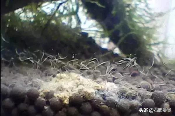 那些年让你防不胜防的草缸偷渡客