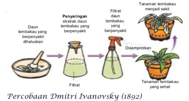 北大院长讲史：第一株病毒是如何被人类发现的？|赛先生