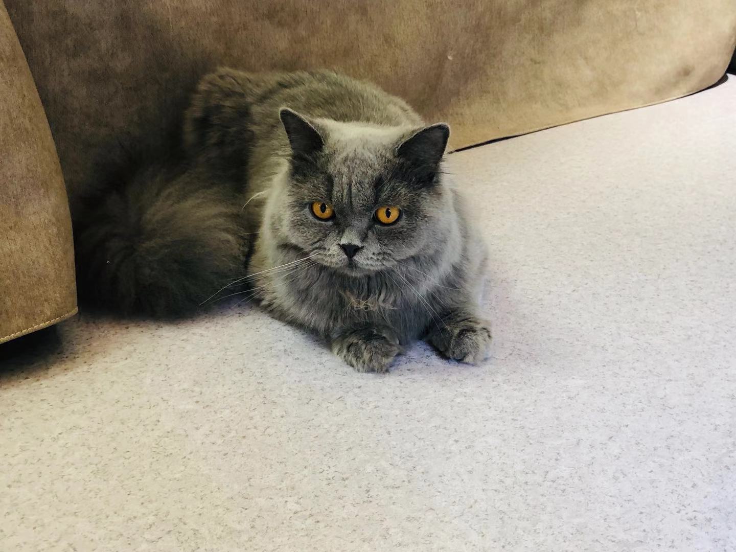 猫咪咖啡馆哪个最好,北京有名的猫咪咖啡馆