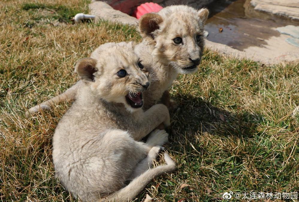 海滩再现绝美荧光海宛如蓝色星河,成都荧光海滩