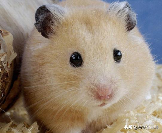 适合家庭饲养除猫狗以外的宠物,你有养过宠物没