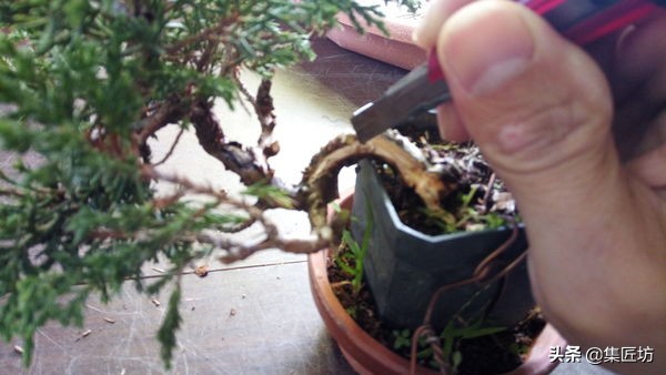 盆景老桩镂空舍利的制作,舍利盆景造型技艺图解