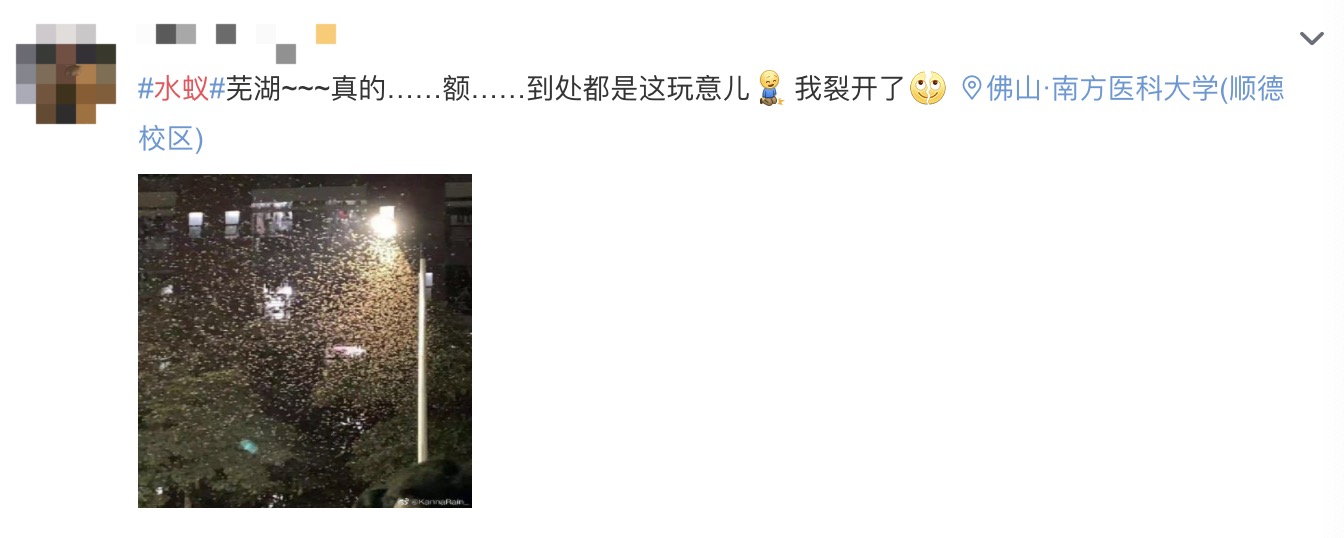 下雨天如何灭水蚁群,水蚁克星