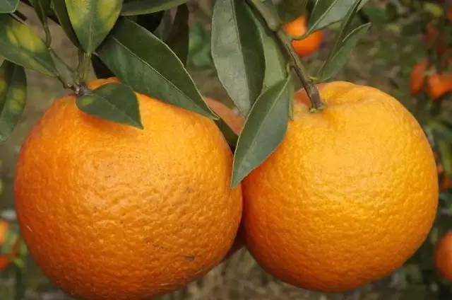 当潮汕话遇上雷州话,当潮汕话遇上日语粤语普通话