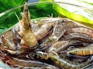 请问虾是发物吗,海水虾与淡水虾都属于发物吗