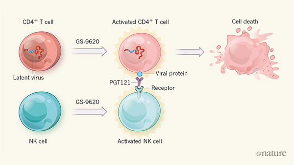 新进展！Nature：“先激活后绝杀”对抗艾滋，动物试验初见成效