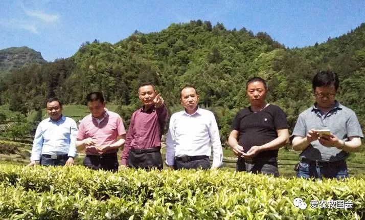 微生物跟酒有什么关系,哪种微生物参与黑茶