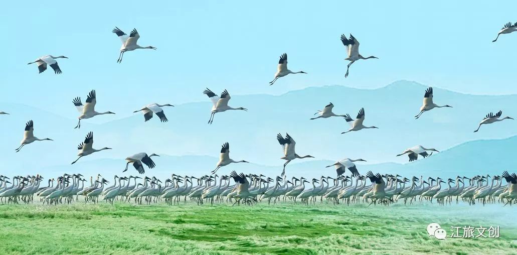 鄱阳湖大草原帐篷展,鄱阳湖国家湿地公园最新视频