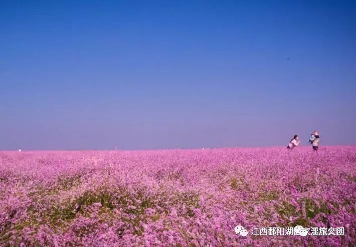 鄱阳湖大草原帐篷展,鄱阳湖国家湿地公园最新视频