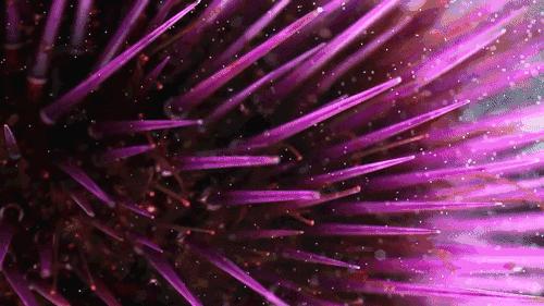 去黑头去角质慕斯,3分钟祛除黑头