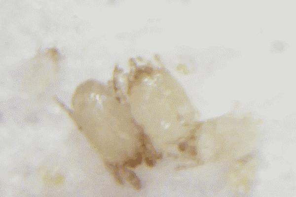 把洗衣机的残渣污垢排出来,洗衣机的洗涤盒的水垢