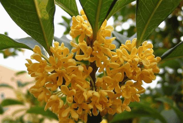 赏桂花好去处杭州,福利幸福