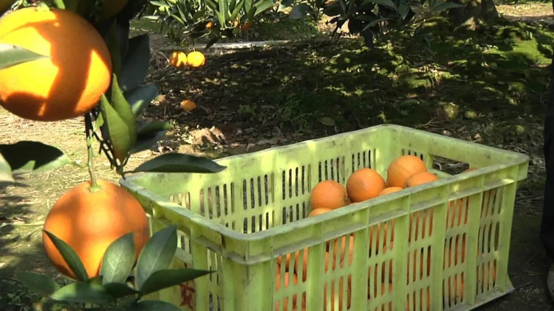 魅力中国城崇左vs大足视频,魅力中国城让你知道