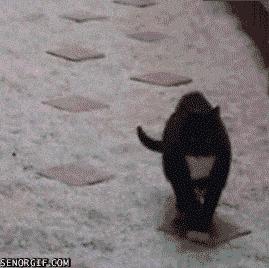 猫肉垫怎么护理,猫肉垫经常出现什么问题